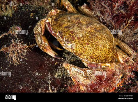Atlantic Rock Crab Underwater In The St Lawrence River Stock Photo Alamy