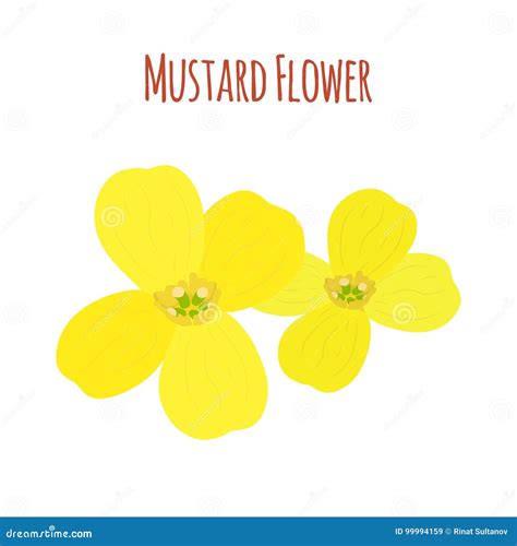 Mustard Flower Vector Illustration Clip Art Hand Drawing Sketch