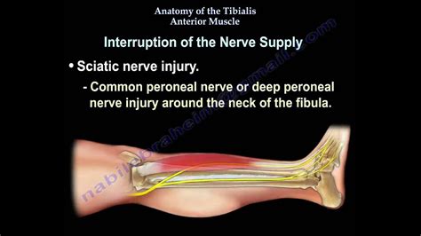 Anatomy Of The Tibialis Anterior Muscle Everything You Need To Know