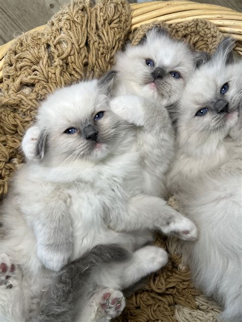Upcoming Kittens — Littlemitts Ragdolls