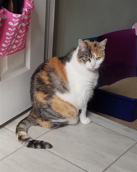 Missing Calico Cat In Willow Glen Area Rsanjose