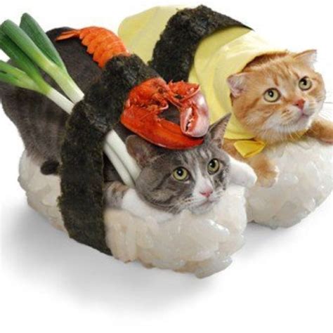 Cat Sushi Sushi Cat Cats Cats And Kittens
