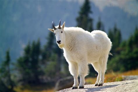 The Mountain Goat Also Known As The Rocky Mountain Goat By Skeeze