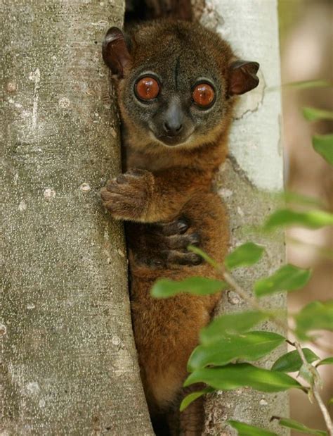 Meet The Planets 25 Most Endangered Primates Madagascar Animals And