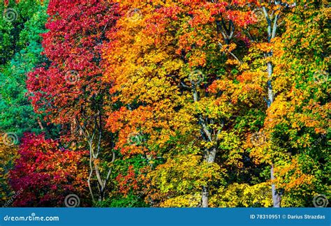 Colorful Trees In Autumn Stock Image Image Of Specific 78310951