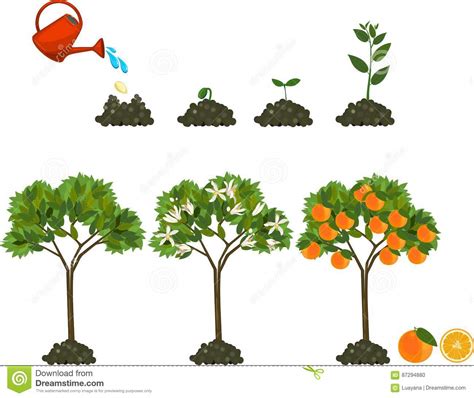 Seed Clipart Tree 20 Free Cliparts Download Images On Clipground 2024