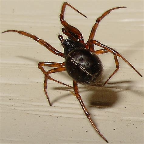 Spider Steatoda Hespera Bugguidenet