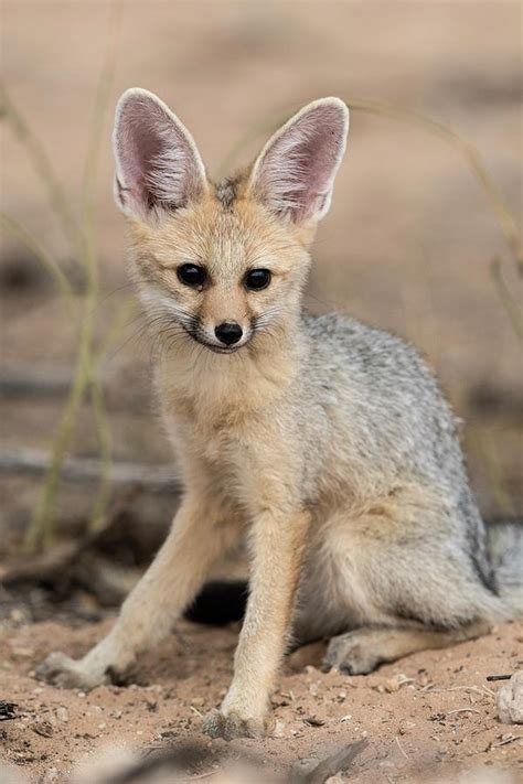 Young Cape Fox Photograph By Tony Camachoscience Photo Library Pixels