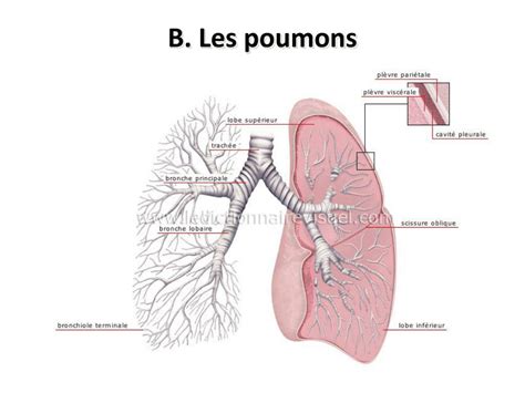 Ppt Anatomie Du Poumon Powerpoint Presentation Free Download Id