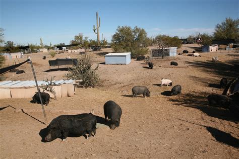 Sanctuary Takes In Baby Pigs Who Grow Big Kjzz