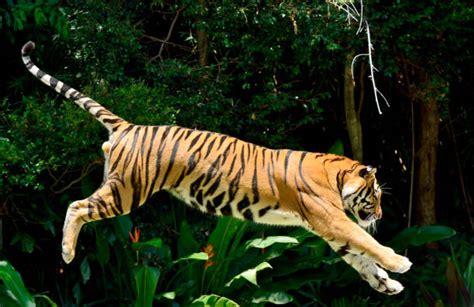Tiger Jumping Stock Photos Pictures And Royalty Free Images Istock