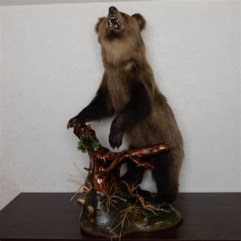 Small Siberian Brown Bear Taxidermy Mount Mounted Stuffed Animals