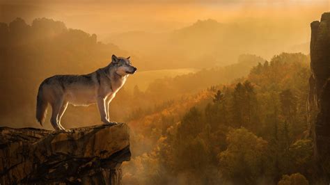 Autumn Wolf Wallpapers Top Free Autumn Wolf Backgrounds Wallpaperaccess