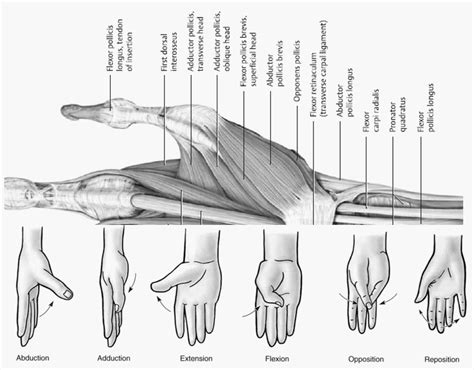 Intrinsic Thumb Muscles Tricks To Remember Epomedicine