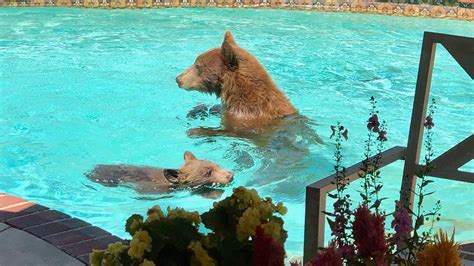 Watch Bear Cub And Mom Swim In Pool Nbc Los Angeles