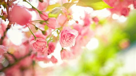 Spring Flowers Hd Wallpapers