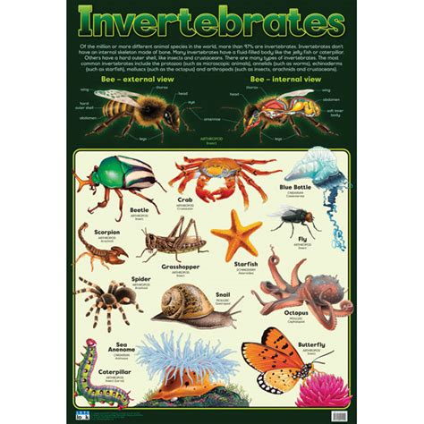 Invertebrate Animals Chart