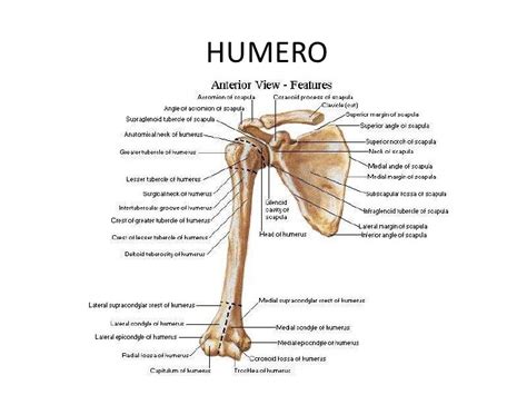 AnatomÍa Humana Huesos Miembro Superior