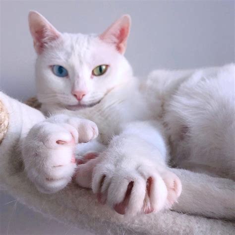 Toe Beans Galore 6 Facts About Polydactyl Cats Meowingtons