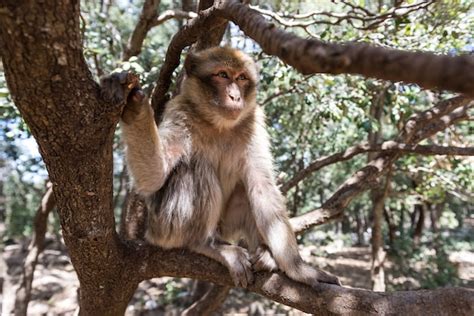 Mono En Los árboles Marruecos Foto Premium