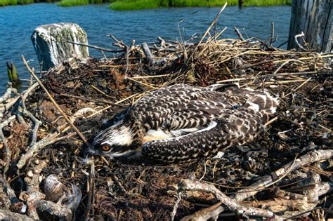 Seasonal Birth Rate Down For South Jersey Ospreys Downbeach