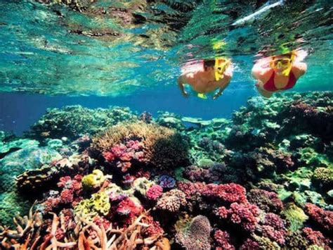 Menikmati Keindahan Hidup Di Bawah Laut Pulau Snorkeling Di Bali