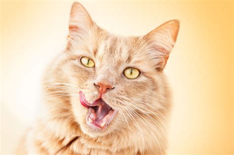 Shop for the best cat food for your cat at shake hands and discover a wide range of cat food brands which are convenient, economical, and healthy for. What Brands Of Cat Food Should You Feed? | Two Crazy Cat ...