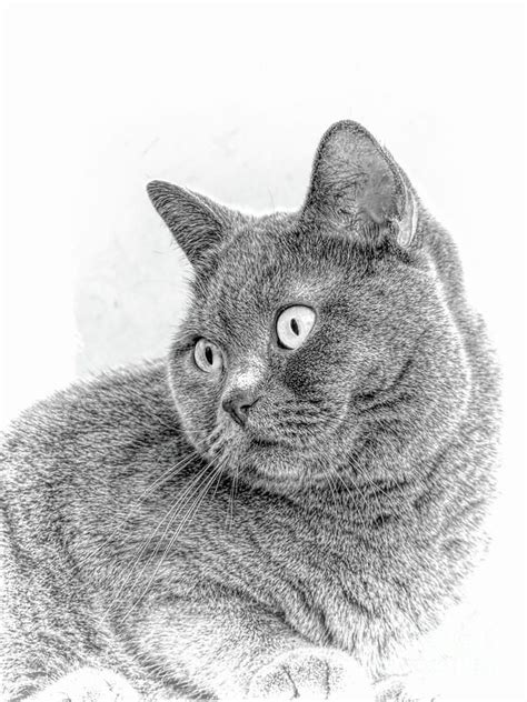 Sitting Chartreux Cat Silver By Elisabeth Lucas Chartreux Cat