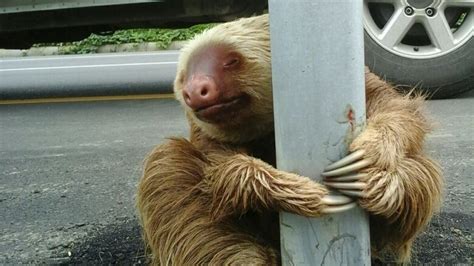 Why Did The Sloth Cross The Road Cbc News