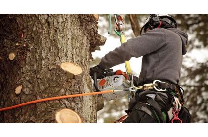 Arborists are knowledgeable about the needs of trees and are trained. Economy Tree Service - Santa Barbara, CA | SantaBarbaraYP