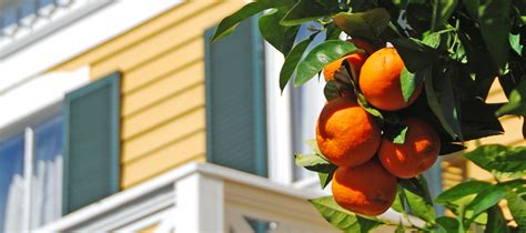 Best Fruit Trees For Your South Florida Garden