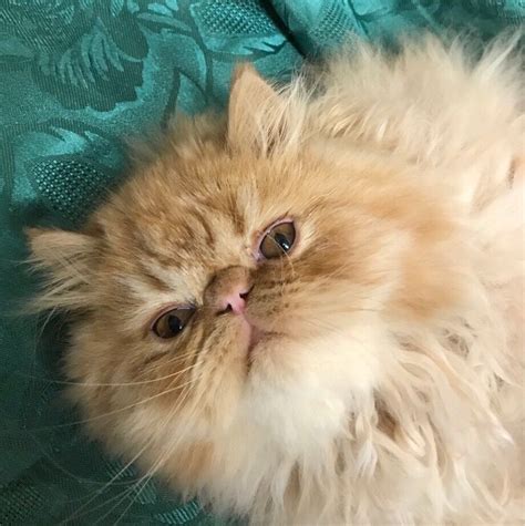Adorable Persian Kitten For Sale Need Gone Now In Erith London Gumtree