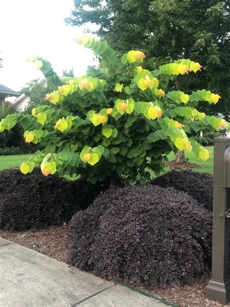 Looking To Id This Cool Ornamental Zone 7 Any Help Is Appreciated