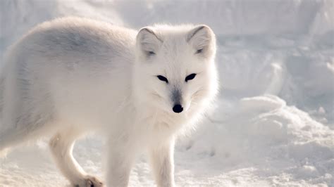 Wallpaper For Desktop Laptop Nf27 White Artic Fox Snow Winter Animal