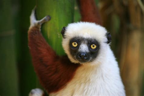 The Endangered Species List Counting Lemurs In Madagascar
