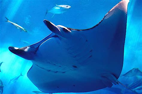 Manta Rays On The Great Barrier Reef Cairns Tours