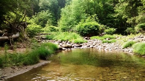 Forests For The Fish Restores Cold Water To Restore Brook Trout In