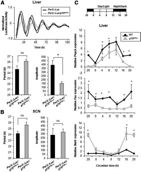 p75 Neurotrophin Receptor Is a Clock Gene That Regulates Oscillatory