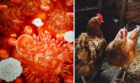 Rarely it can cause a mild fever and/or conjunctivitis. Newcastle disease: What is the deadly poultry disease ...