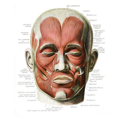 Muscles Of Facial Expression Photograph By Microscapescience Photo