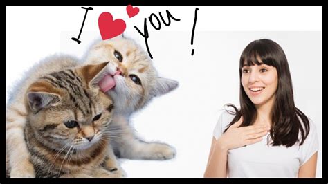 Some areas, such as their own faces, ears and the tops of their heads, are difficult for cats to clean, and they will rely on a buddy or sibling to lend a tongue. (2) Two cats grooming each other | Soo CUTE !😍 😘 🥰 - YouTube