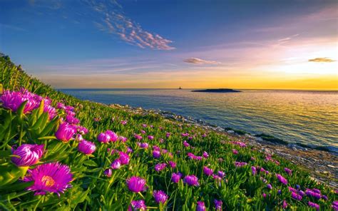 Flowers Along The Coast Hd Wallpaper Background Image 2560x1600