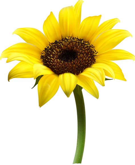 Sunflowers Png Transparent Sunflowers Png Images Pluspng Kulturaupice