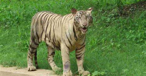 National Zoological Park Delhi Tickets Price Photos Timings Online