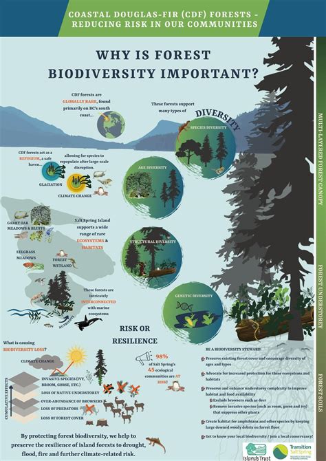 Infographic Why Is Forest Biodiversity Important Transition Salt