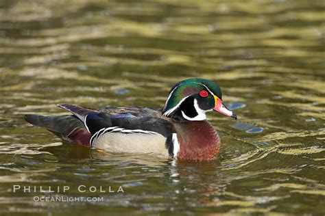 Wood Duck Male Aix Sponsa Santee Lakes California 15698