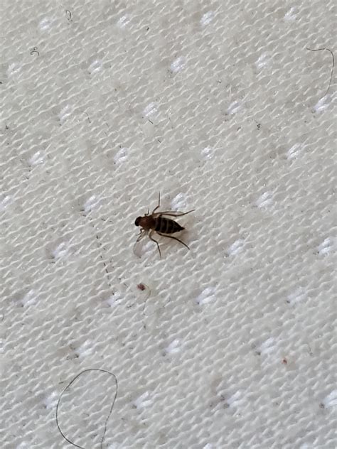 Strange Request Any Know What These Little Devils Are Flying All Over My House R Neworleans