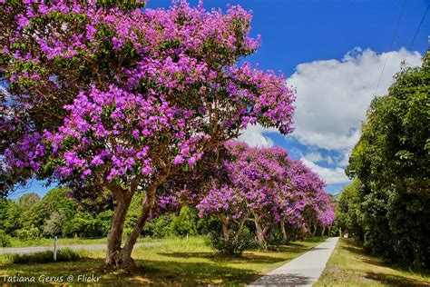 Purple Glory Trees In Australia Flaxton Drive Along The Bl Flickr