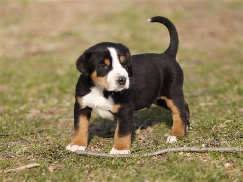 Greater Swiss Mountain Dog Information Dogexpress