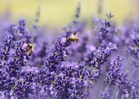 How To Keep Bees Happy On Your Lawn Trotting Through Time